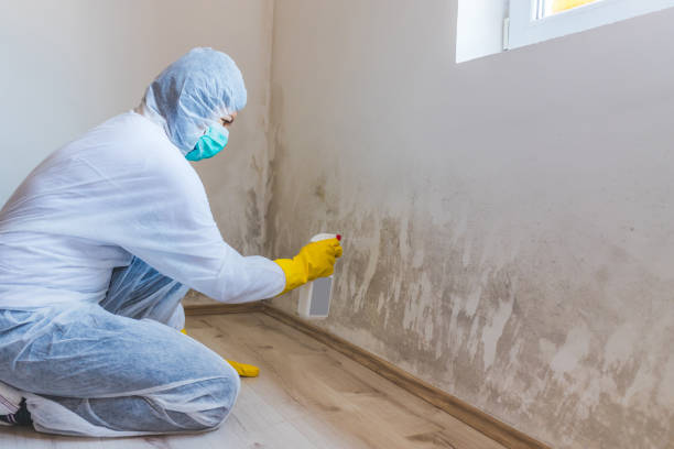 Licensed Basement Mold Remediation service in Hoffman Estates, IL - Car Mold Remediation