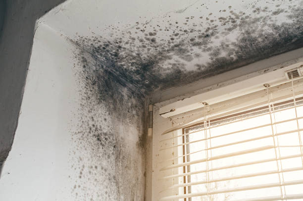 Affordable Basement Mold Remediation solutions in Hoffman Estates, IL